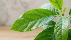 自家栽培のアボカド：栽培体験と手入れのポイント